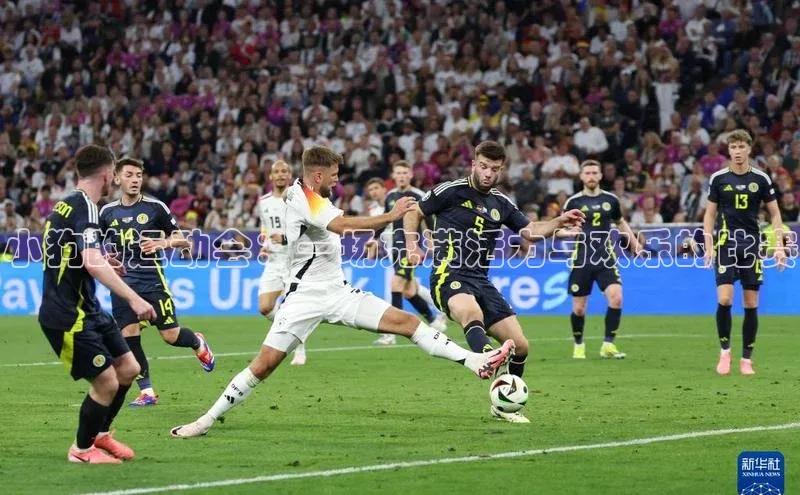 小狗的运动会：一场充满活力与欢乐的比赛